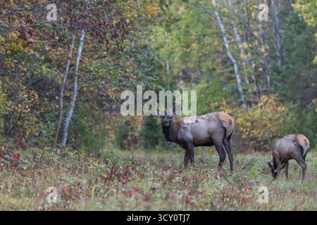 Elche im Clam Lake-Gebiet im Norden von Wisconsin. Stockfoto