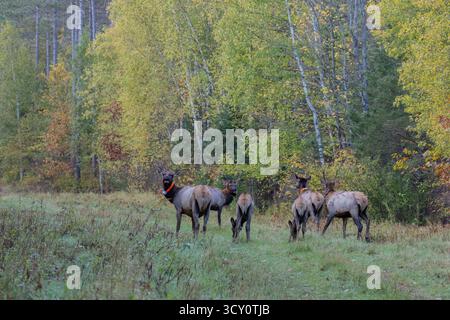 Elche im Clam Lake-Gebiet im Norden von Wisconsin. Stockfoto