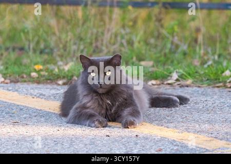 Eine ruhige graue Katze liegt auf einer Straße neben einer gelben Linie und blickt sanft in die Kamera. Stockfoto