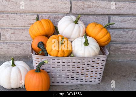 Herbstkürbis-Korb mit weißen und orangefarbenen Kürbissen für saisonale Wohnkultur Stockfoto