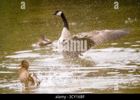 Canada Goose And Mallard With Wings Expandierte Am Calm Lake Amony Ducks In Ruhiger Naturszene. Branta canadensis/Anas platyrhynchos Stockfoto