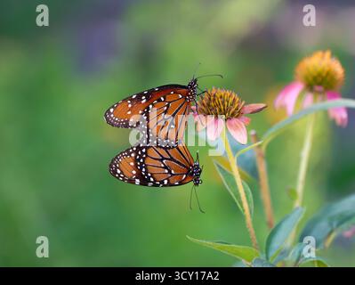 Zwei Queen-Schmetterlinge (Danaus gilippus), die sich im Sommergarten paaren und an einer Coneflower hängen. Naturgrüner Hintergrund mit Kopierraum. Stockfoto