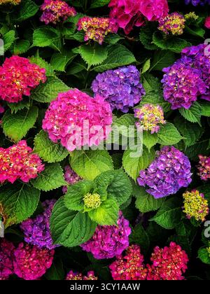 Leuchtende Darstellung von rosa und violetten Hortensien in voller Blüte umgeben von üppig grünen Blättern in einer Gartenumgebung Stockfoto