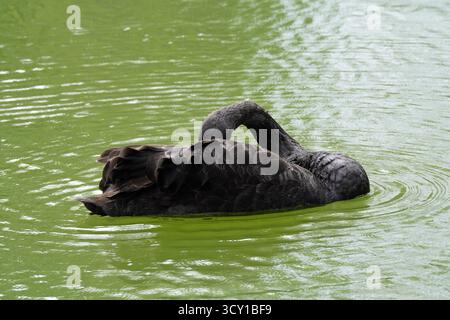 Ein schwarzer Schwan schwebt auf grünem Wasser, mit gekrümmtem Hals, während er sich selbst prägt, und erzeugt Wellen. Stockfoto