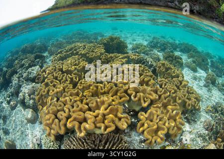 Korallen und Fische gedeihen an einem flachen Riff in Raja Ampat, Indonesien. Diese atemberaubende tropische Region bietet eine außergewöhnliche Artenvielfalt unter Wasser. Stockfoto