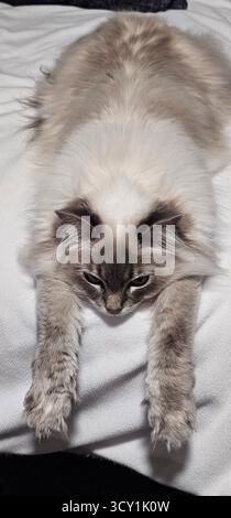 Caturday's sind die besten Tage der Woche Stockfoto