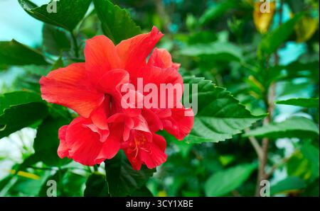 Lebendiger doppelter roter Hibiskusbusch oder tropischer Hibiskus, Hibiskus rosa sinensis oder Roter Drache auf grünem Hintergrund, selektiver Fokus, Nahaufnahme, tropischer ros Stockfoto
