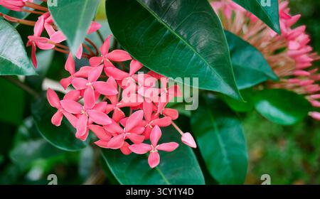 Nahaufnahme lebendige rosa Dschungelgeranie, Ixora Coccinea, ixora chinensis, Chethi Blume, Rubiaceae oder Penabas grüner Hintergrund, wunderschöne Blume süß po Stockfoto