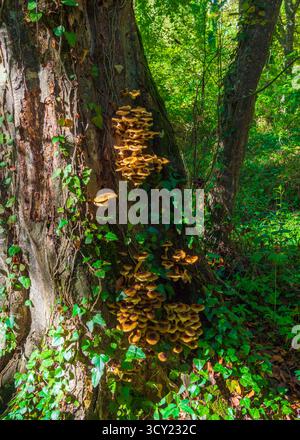 Honigpilze wachsen in ihrer natürlichen Umgebung im grünen Wald auf alten Baumstämmen in einer großen Kolonie. Es sind essbare Pilze Stockfoto