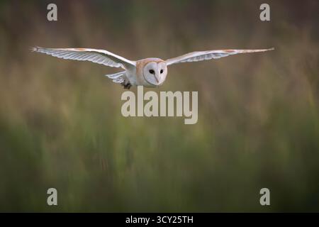EMBARGOED BIS 0001 SAMSTAG, 18. OKTOBER Aktenfoto vom 30/08/24 einer Scheuneneule. Ein Bericht der 90 Naturschutzorganisationen (Wildlife and Countryside Link, WCL)-Koalition warnte vor einem „Schwarzen Loch“, um zu beweisen, dass die Vorschläge, die Entwickler dazu zu bewegen, eine Gebühr zu zahlen, anstatt die bestehenden Regeln zum Schutz der Wildtiere zu befolgen, für viele Arten funktionieren würden. Hier gibt es eine ganze Reihe britischer Arten, darunter Haselnussschläfer, Otter, Scheuneneulen, Graurobben, Atlantischer Lachs, Dachse, Igel, seltene Pilze und Pflanzen und sogar kürzlich wieder eingeführte Biber, die potenziell gefährdet sind, argumentieren sie. Ausgabedatum: Samstag Oktober Stockfoto