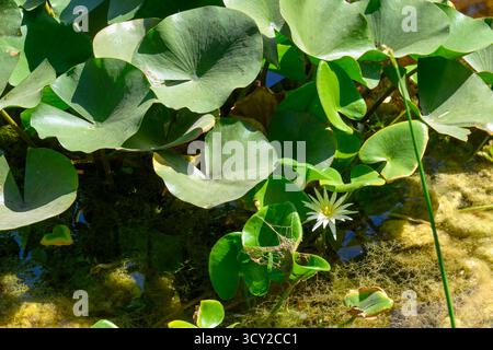 Nymphaea nouchali var. Caerulea ist eine Seerose aus der Gattung Nymphaea, einer botanischen Sorte der Nymphaea nouchali. Es ist eine Wasserpflanze aus Süßwasser Stockfoto