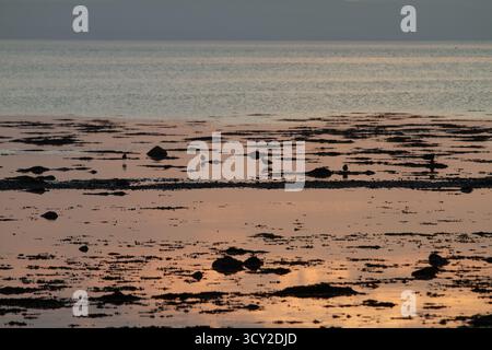 Austernfischer an einem Strand auf Lindisfarne bei Sonnenuntergang Stockfoto