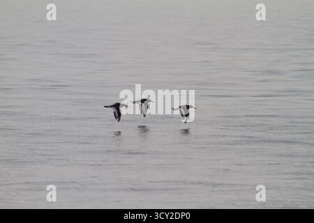 Drei Austernfänger fliegen in einer Linie, tief über dem Meer, Galloway Stockfoto