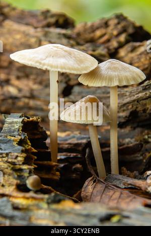 Drei Pilze tauchen aus verfallendem Holz in einer Waldlandschaft auf und zeigen ihre feinen Details und ihre natürliche Schönheit im frühen Morgenlicht. Stockfoto