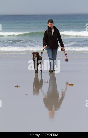 Frau, die einen Schokoladen-Labrador-Welpen an der Spitze am Vatersay Beach, Äußere Hebriden, führt Stockfoto