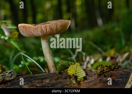 Die lebendigen Amanita citrina- und Pluteus atricapillus-Pilze tauchen aus einem verfallenen Baumstamm auf, umgeben von gefallenen Blättern in einer ruhigen Waldlandschaft. Stockfoto