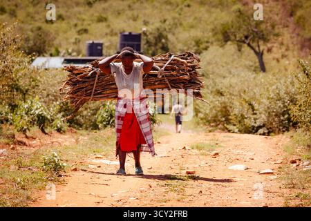 Junge Frau kehrt vom Sammeln von Feuerholz zurück Dorfleben im Dorf Sekenani bei Masai Mara, Kenia die Einwohner sind Teil des Maasai-Stammes Stockfoto