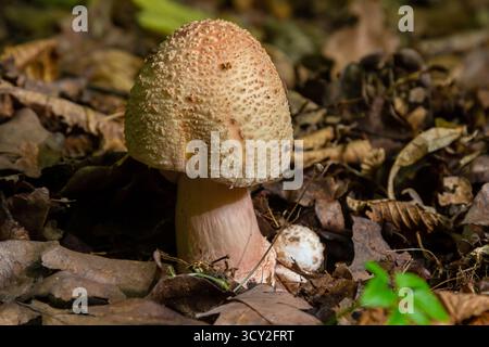 Amanita rubescens, bekannt im frühen Herbst, steht hoch zwischen gefallenen Blättern in einem üppigen Wald und zeigt seine unverwechselbare Kappe und Stiel im un Stockfoto