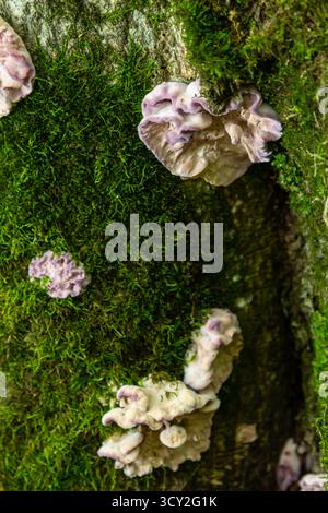 Mycena crocata und Xylodon Pilze wachsen auf einem moosigen Baumstamm und zeigen ihre zarten Formen in einer üppigen Waldlandschaft bei Sonnenaufgang. Stockfoto