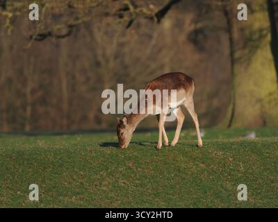 Hirsch, Hirsch, Hirschweibchen - an einem sonnigen Tag in Essex, Großbritannien Stockfoto