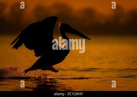 Ein dalmatinischer Pelikan hebt seine Flügel und hüpft, damit er von einem See in der Nähe einer Reihe von Bäumen an der Küste abhebt. Es ist eine Silhouette gegen die Stockfoto