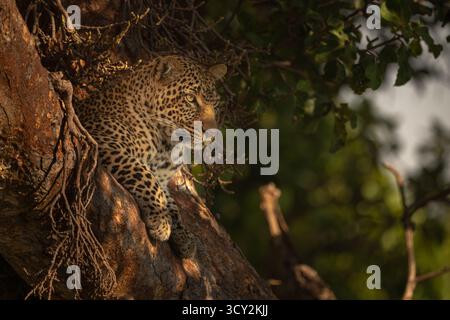 Eine Leoparde liegt in der Gabel eines Baumes mit dem Kopf nach oben. Sie hat schwarze Flecken auf ihrem braunen Pelzmantel und sucht nach Beute. Aufgenommen mit einem Nikon D85 Stockfoto