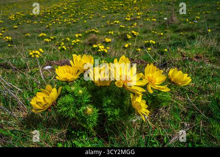 Adonis vernalis, auch bekannt als gelbe adonis oder frühlingsadonis, ist eine Pflanze aus der Familie der Ranunculaceae. Abruzzen, Italien, Europa Stockfoto