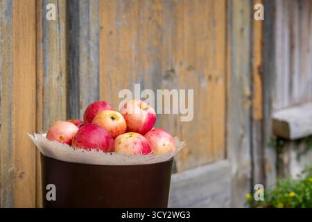 Frisch gepflückte Äpfel in einem Korb. Rote und gelbe Äpfel in einem dunklen Behälter an einer alten Holzwand, die eine rustikale Herbstatmosphäre schafft. Stockfoto