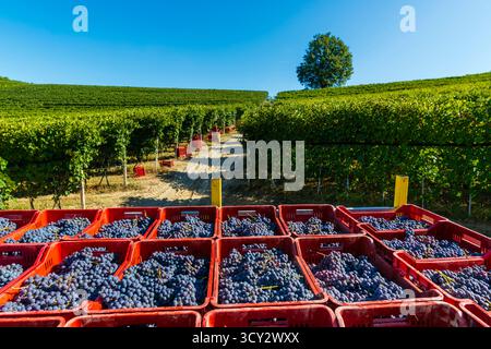 Rote Kisten mit Traubenbündeln vor den Weinbergen während der Ernte an einem sonnigen Tag mit blauem Himmel Stockfoto