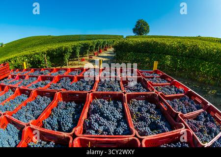 Rote Kisten mit Traubenbündeln vor den Weinbergen während der Ernte an einem sonnigen Tag mit blauem Himmel Stockfoto