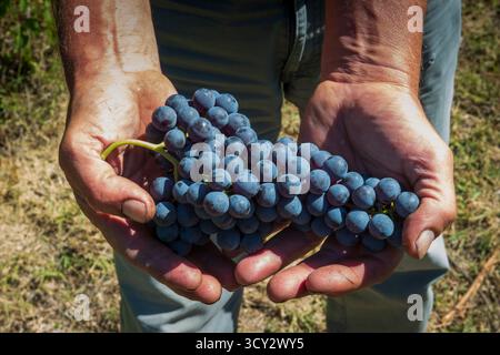 Ein Mann hält einen wunderschönen Haufen frisch geernteter Nebbiolo-Trauben. Stockfoto