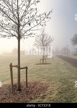 Laubfreie Bäume an einem Fußweg in einem Park an einem kalten nebeligen Wintertag Stockfoto