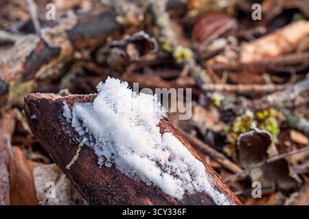 Nahaufnahme bei Haareis auf einem toten Wald im Wald Stockfoto