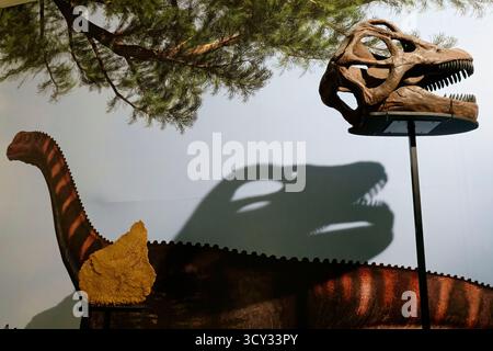 Dinosaurier-Ausstellung mit Skelettkopf im Nationalmuseum für Naturgeschichte und Wissenschaft in Lissabon, Portugal, Europa Stockfoto