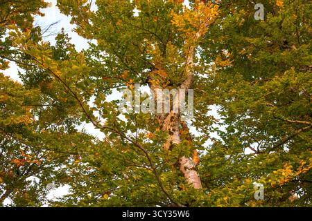 Buche im Herbst, Herbstfarben, Herbst, Europäische Bäume, Berg Lovcen, Kotor Bay, Europa. Stockfoto