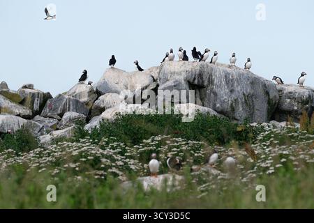 Ein Zirkus von Atlantischen Puffinen, Fratercula arctica Stockfoto