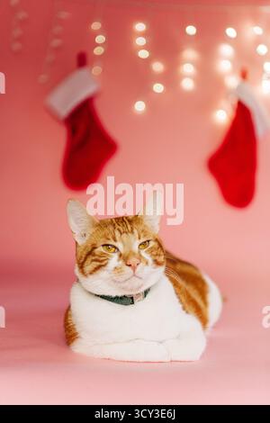 Orange und weiße Katze im festlichen Weihnachtsstudio mit Strümpfen Stockfoto