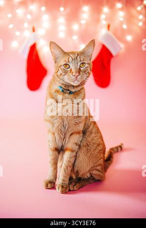 Ingwerkatze sitzt mit weihnachtsstrümpfen und festlichen Lichtern Stockfoto