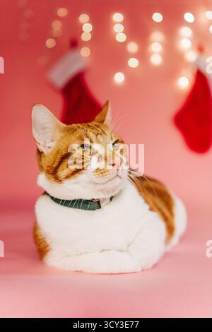 Ingwerkatze genießt weihnachtsfeiertage auf rosa Hintergrund Stockfoto