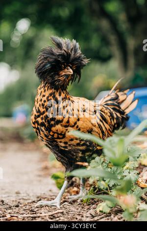 Polnisches Huhn steht draußen mit markanten Haubenfedern Stockfoto