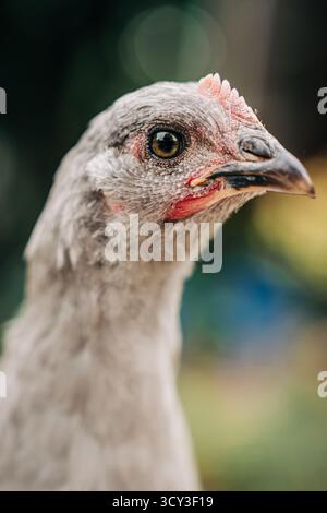 Extreme Nahaufnahme eines grauen Hühnergesichts mit scharfen Augendetails Stockfoto