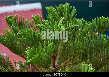 Nahaufnahme des üppigen Laubs einer Cookiefer (Araucaria columnaris) Stockfoto