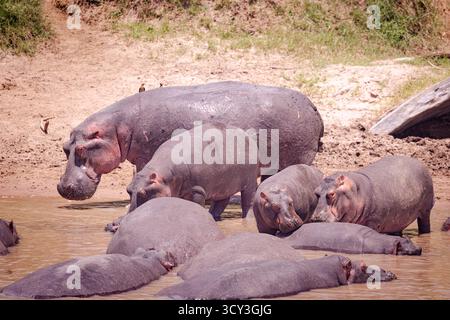 Flusspferde im Mara River, fotografiert im Masai Mara National Reserve, Kenia im April Stockfoto