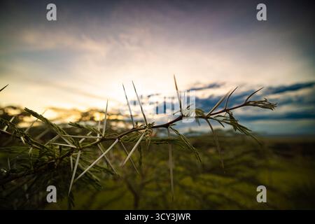 Sonnenuntergang in der Wildnis nahe Masai Mara, Kenia die Einwohner gehören zum Stamm der Maasai Stockfoto