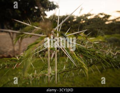 Sonnenuntergang in der Wildnis nahe Masai Mara, Kenia die Einwohner gehören zum Stamm der Maasai Stockfoto