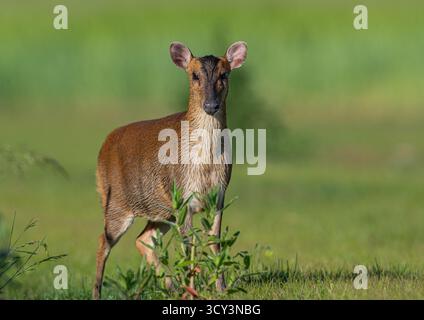 Nahaufnahme und detaillierte freche weibliche Reeves's muntjac ( Muntiacus reevesi), die in einer Farm-Umgebung durch das Grasland spazieren. Suffolk, Großbritannien Stockfoto