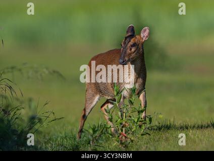 Nahaufnahme und detaillierte freche weibliche Reeves's muntjac ( Muntiacus reevesi), die in einer Farm-Umgebung durch das Grasland spazieren. Suffolk, Großbritannien Stockfoto