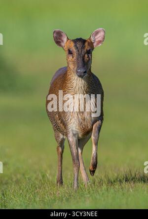 Nahaufnahme und detaillierte freche weibliche Reeves's muntjac ( Muntiacus reevesi), die in einer Farm-Umgebung durch das Grasland spazieren. Suffolk, Großbritannien Stockfoto