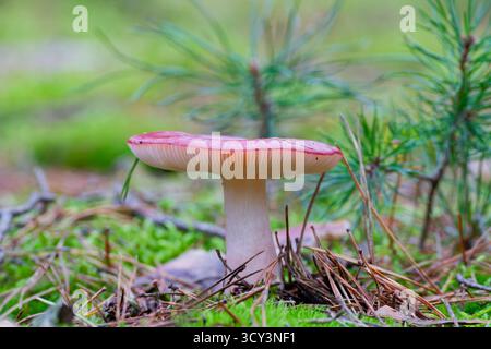 Rothügelpilze der Russula im Kiefernwald Stockfoto