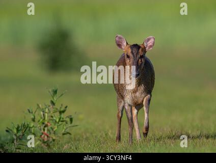 Nahaufnahme und detaillierte freche weibliche Reeves's muntjac ( Muntiacus reevesi), die in einer Farm-Umgebung durch das Grasland spazieren. Suffolk, Großbritannien Stockfoto